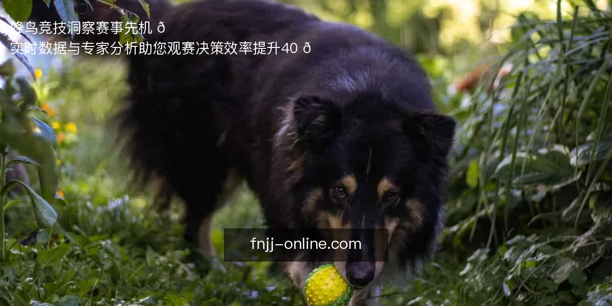 蜂鸟竞技